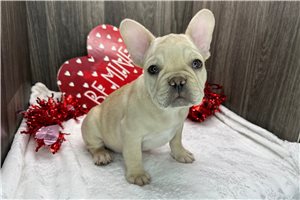 Emmett - French Bulldog for sale