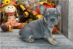 Amir - French Bulldog for sale
