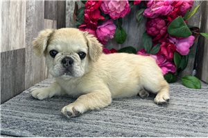 Mary - French Bulldog for sale