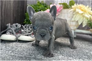 Bex - puppy for sale