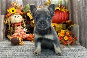 Farrah - French Bulldog for sale