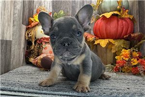 Andrew - French Bulldog for sale