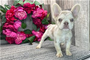 Abigail - French Bulldog for sale