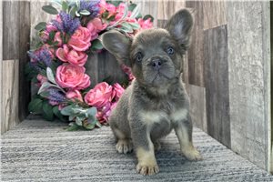 Matthew - French Bulldog for sale