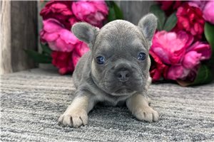 Felicia - French Bulldog for sale