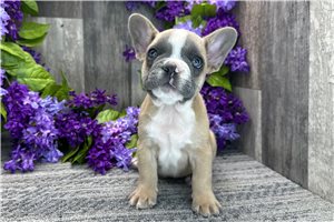 Theodore - French Bulldog for sale