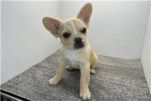 Khloe - puppy for sale