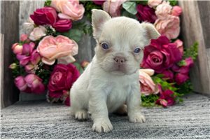 Sarah - puppy for sale