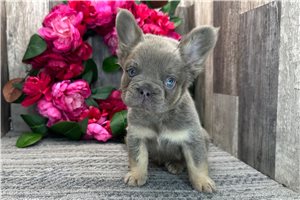 Matthew - French Bulldog for sale