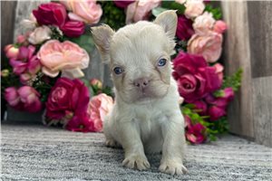 Lydia - puppy for sale