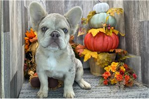 Samson - puppy for sale