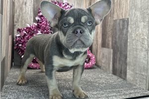 Ryan - puppy for sale