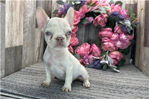 Eden - French Bulldog for sale