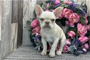Hannah - French Bulldog for sale