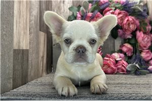Ruth - French Bulldog for sale