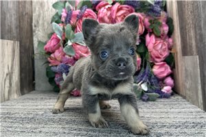 Farrah - French Bulldog for sale