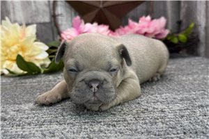 Norris - puppy for sale