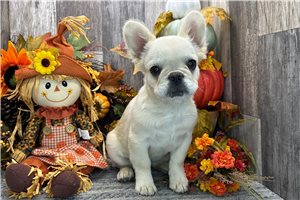 Malone - French Bulldog for sale