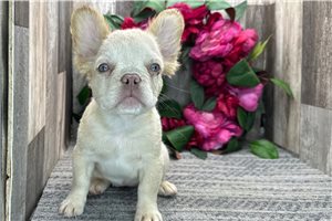 Lydia - puppy for sale