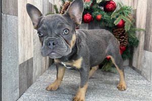 Kenzie - puppy for sale