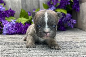 Tristan - French Bulldog for sale