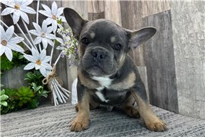 Seymour - French Bulldog for sale