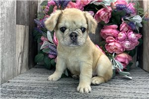 Mary - French Bulldog for sale