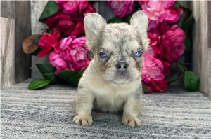 Rebecca - French Bulldog for sale
