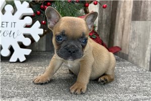 Theo - puppy for sale