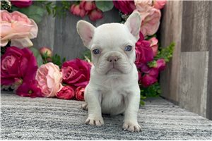 Hannah - puppy for sale