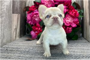 Sarah - French Bulldog for sale