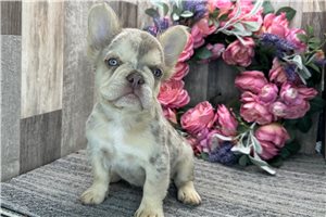 Samson - French Bulldog for sale