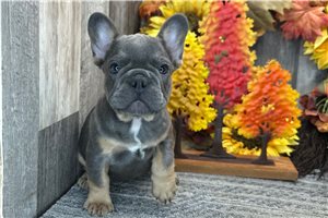 Amanda - puppy for sale