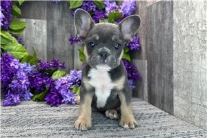 Tatiana - French Bulldog for sale