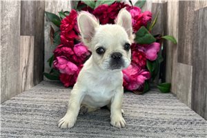 Malone - French Bulldog for sale