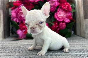 Eden - French Bulldog for sale