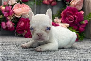 Eden - French Bulldog for sale