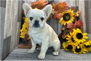 Malone - French Bulldog for sale