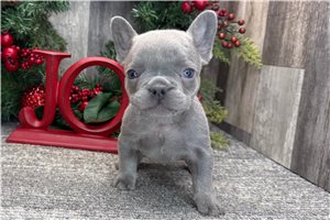 Sylvester - puppy for sale