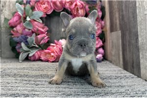 Andre - French Bulldog for sale