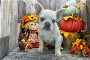 Ruth - French Bulldog for sale