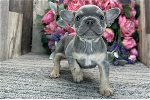 Amir - puppy for sale