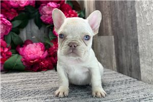 Hannah - French Bulldog for sale