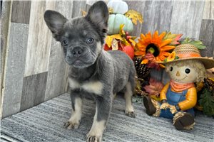 Farrah - French Bulldog for sale