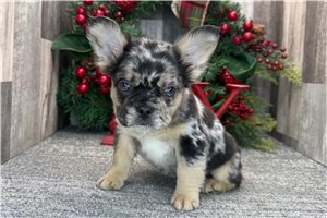 Regina - French Bulldog for sale