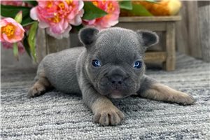 Sydney - puppy for sale