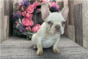Hannah - French Bulldog for sale