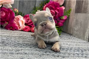 Andrew - puppy for sale