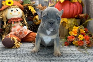 Andre - French Bulldog for sale
