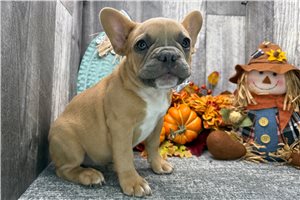 Timmy - puppy for sale